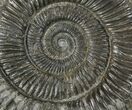 Dactylioceras Ammonite Fossil - England #100462-1